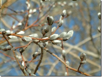 Linea spring coming 001