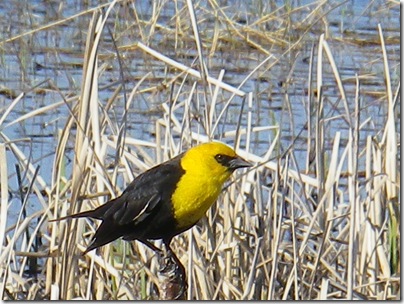 yellow headed blackbird 1